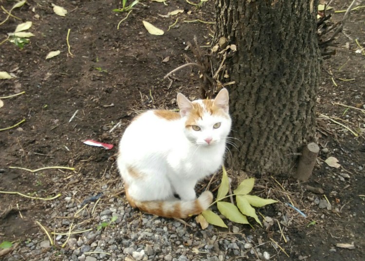 Белая кошка с рыжими пятнами