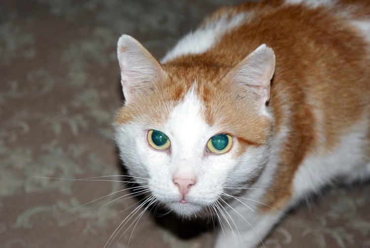 Кошка рыжая с белым