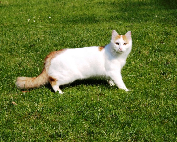 Рыже белый котенок