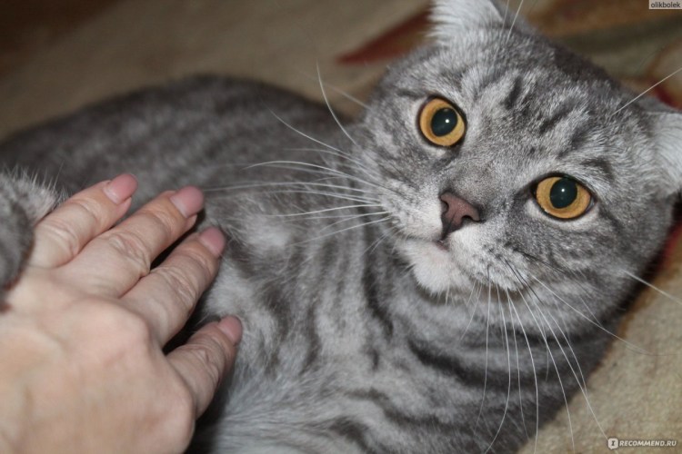 Котята Шотландские вислоухие помесь