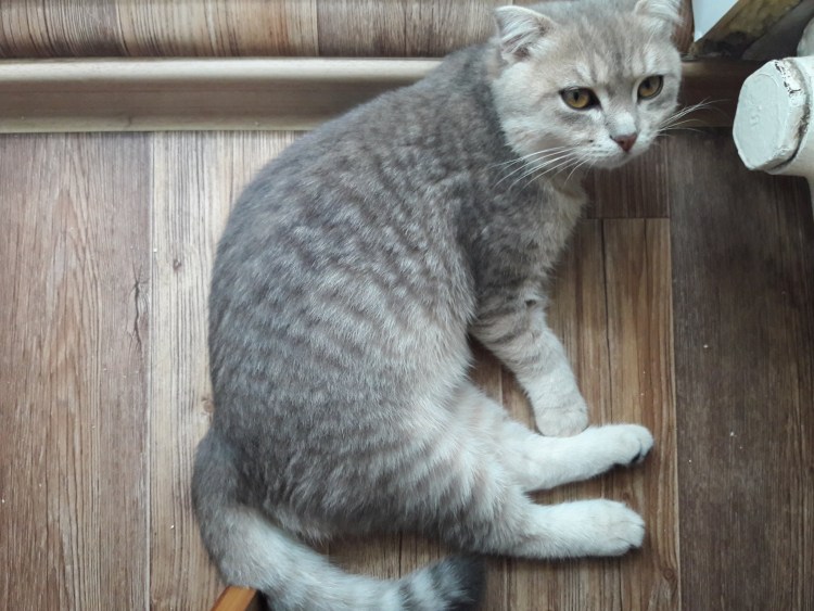 Метис шотландский вислоухий кот
