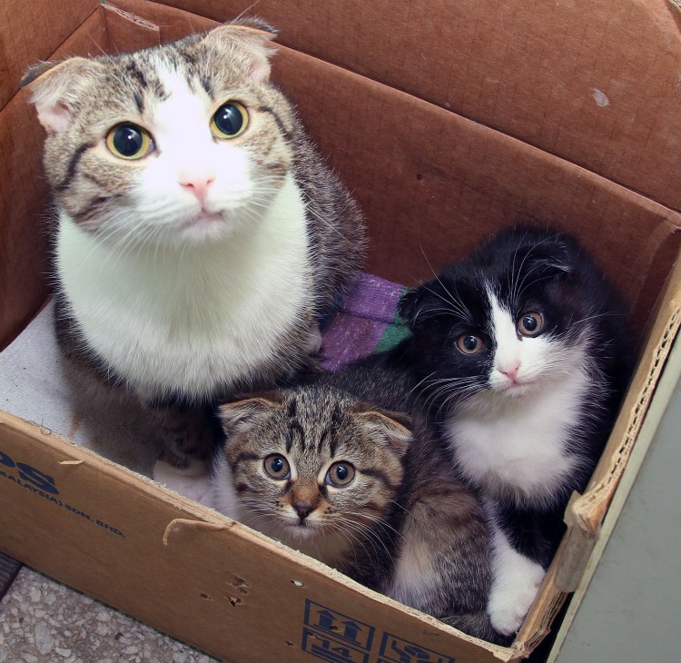 Кот британец полукровка