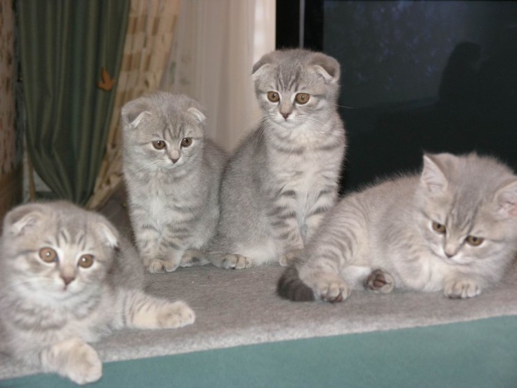 Шотландская вислоухая кошка метис