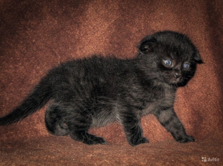 Метис шотландки и Мейн куна