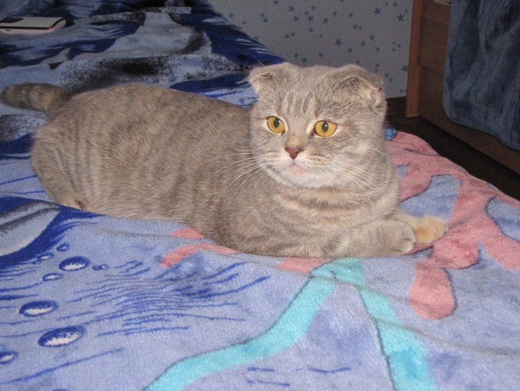 Кошка метис скоттиш фолд