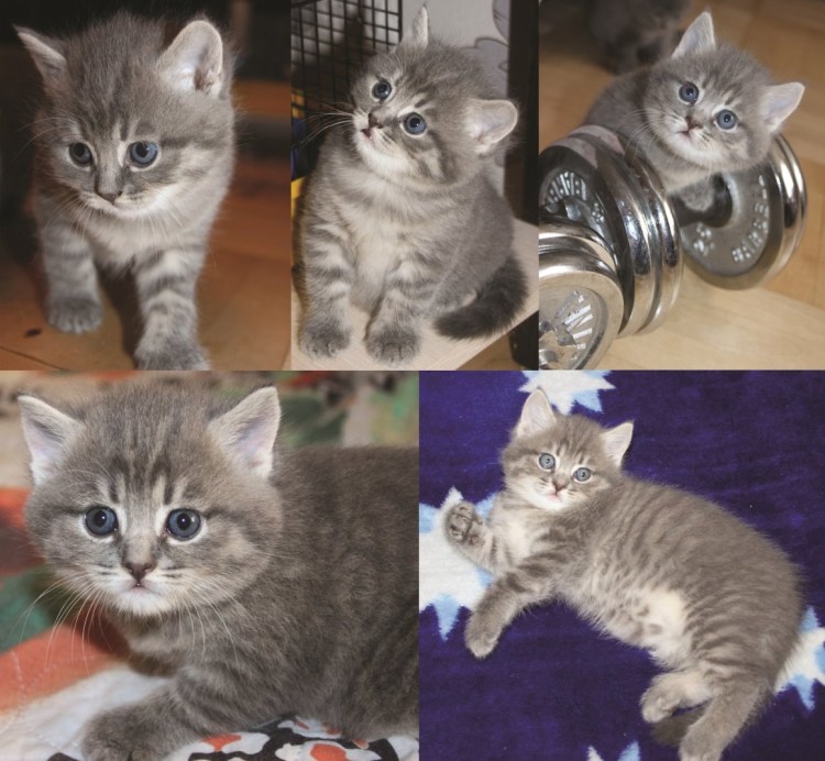 Метис шотландской кошки