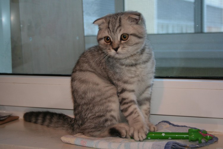 Метис скоттиш фолд