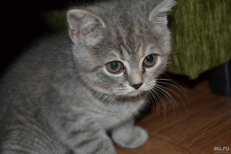 Шотландский вислоухий кот смесь