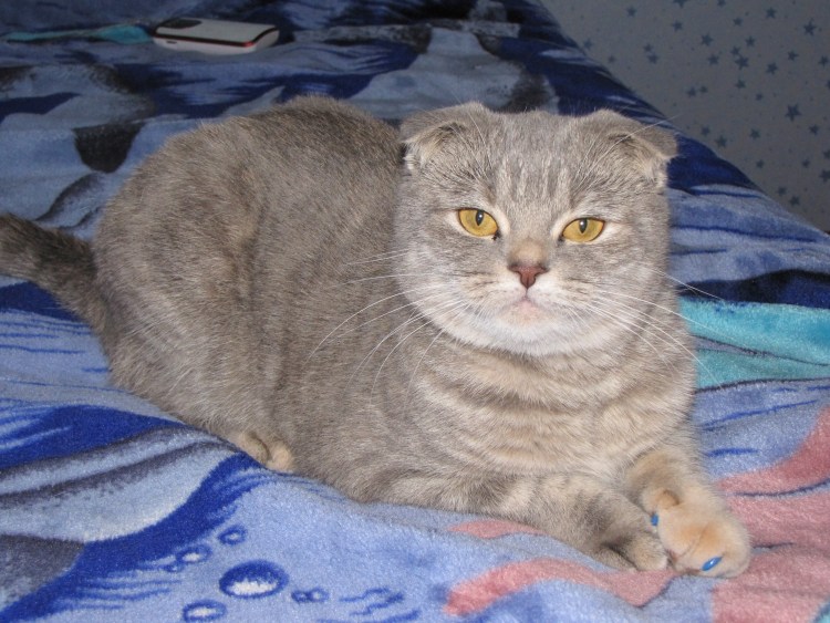 Шотландская вислоухая кошка помесь
