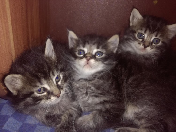 Шотландская вислоухая кошка метис