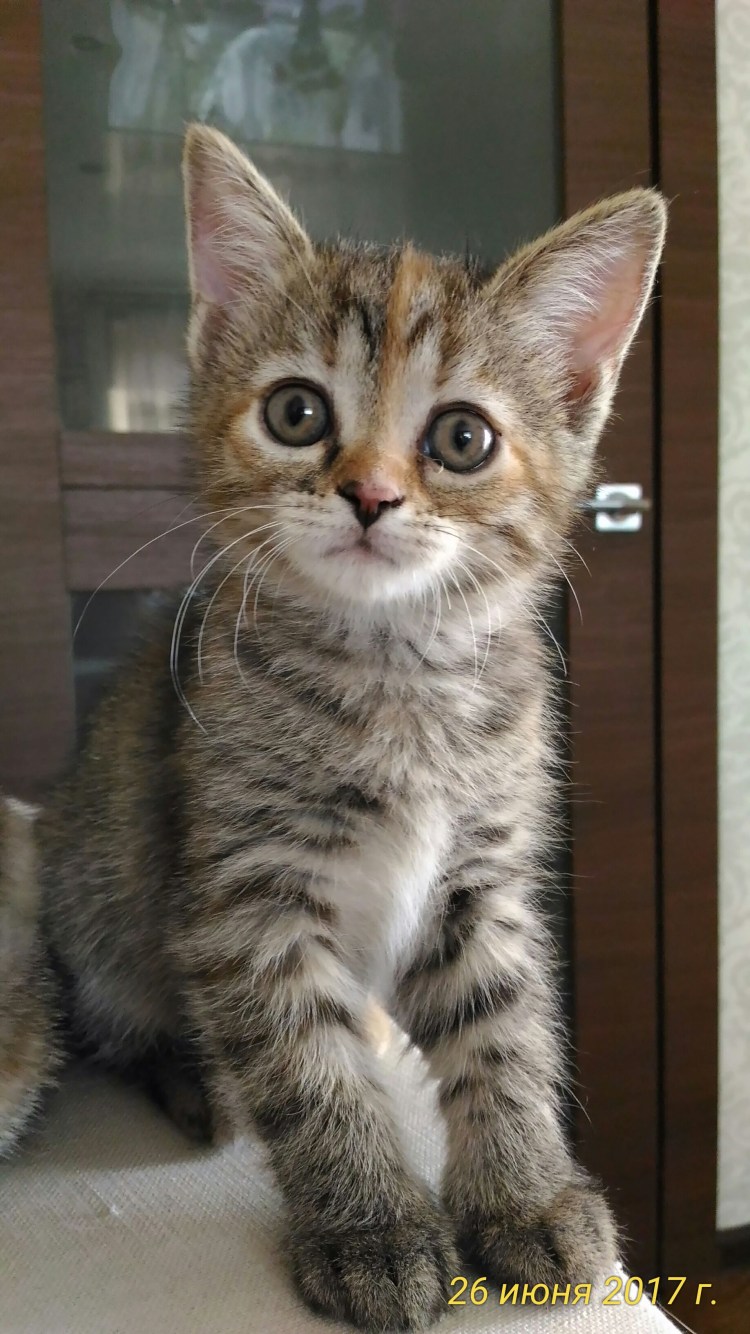 Скоттиш рекс котята