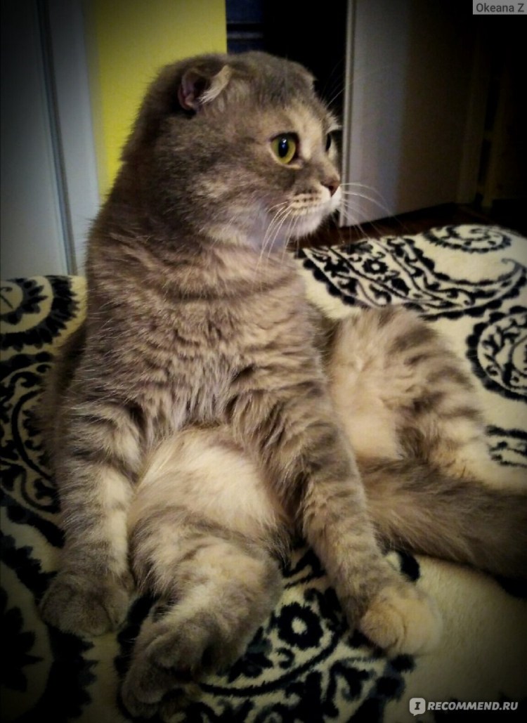 Шотландская вислоухая кошка метис