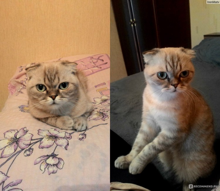 Метис скоттиш фолд