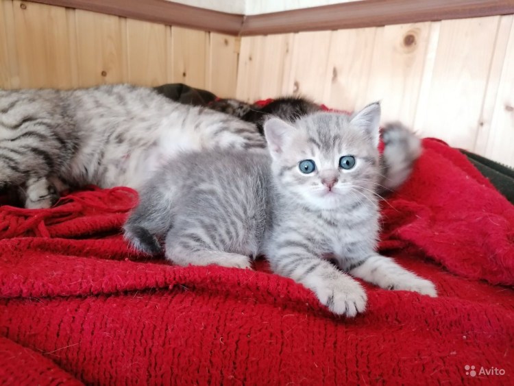 Шотландская вислоухая кошка помесь