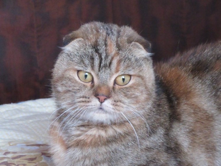 Шотландская вислоухая кошка помесь