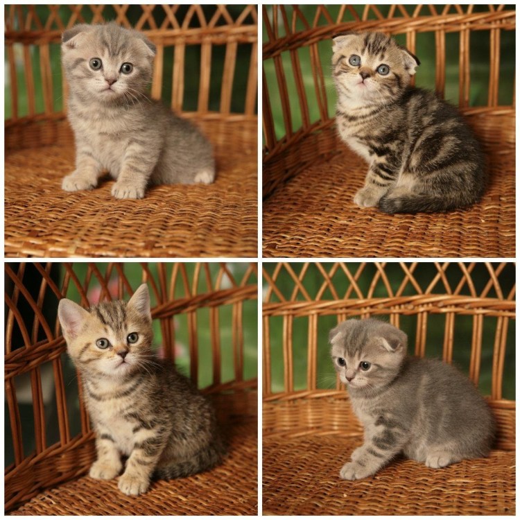 Скоттиш фолд котенок девочка прямоухая