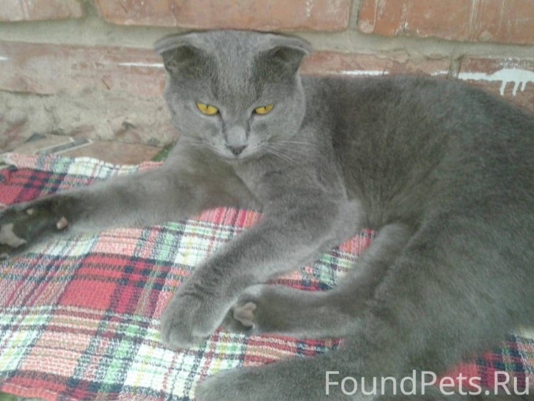 Метис экзота и британца