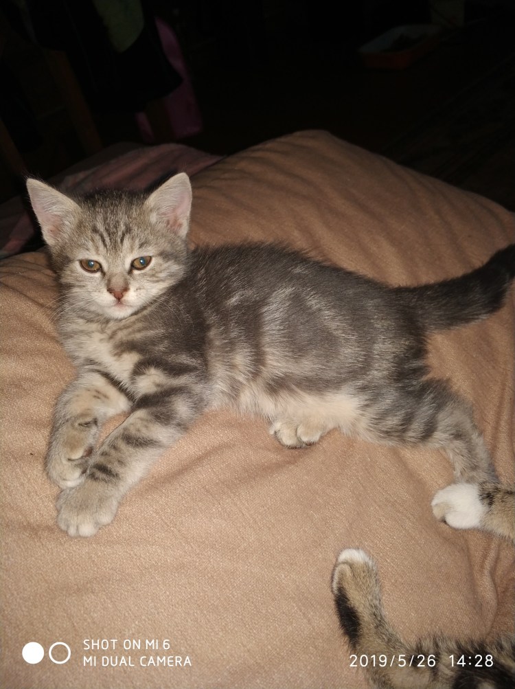 Помесь шотландской вислоухой и обычной кошки