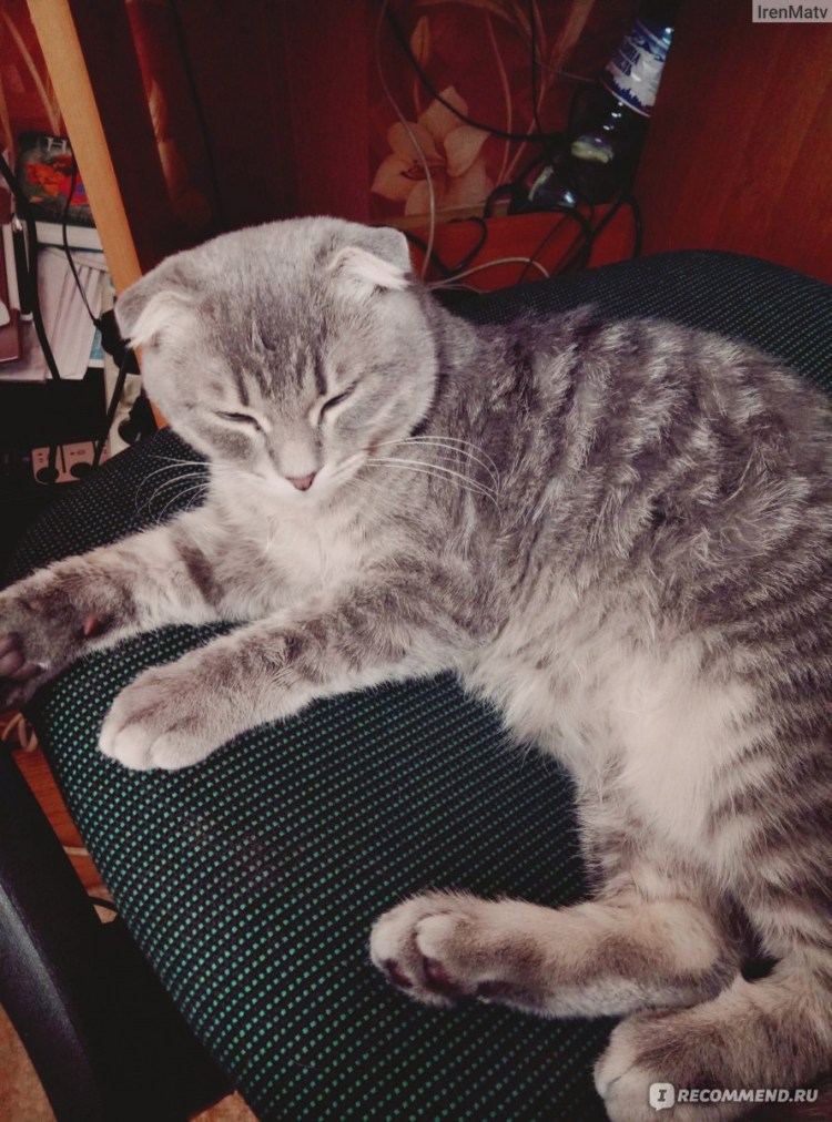 Метис шотландской вислоухой камышового окраса