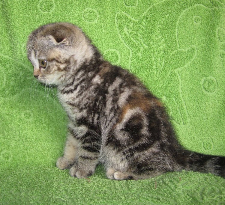 Скоттиш страйт метис