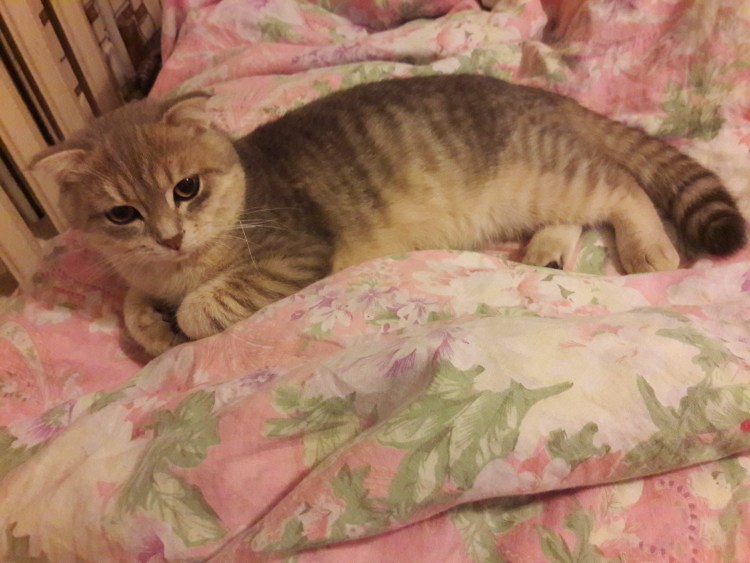 Смесь британца и дворняги