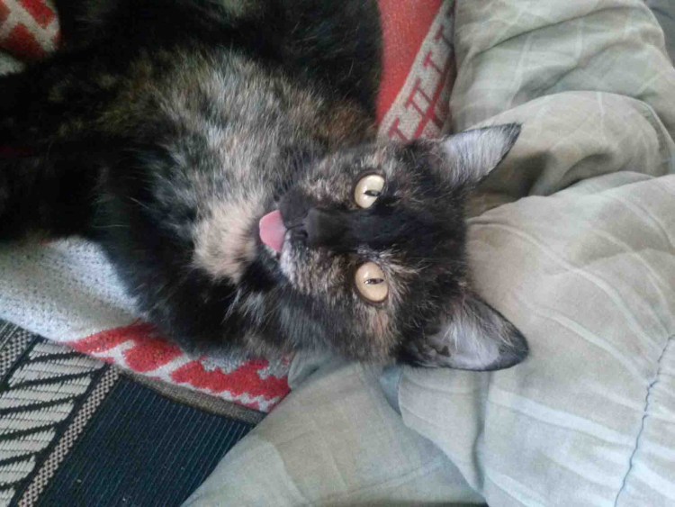 Кошка заболела