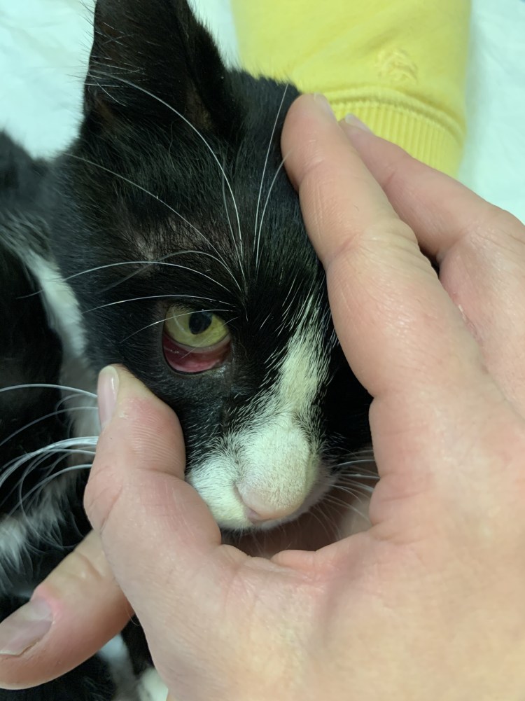 Воспаление молочной железы у кошки