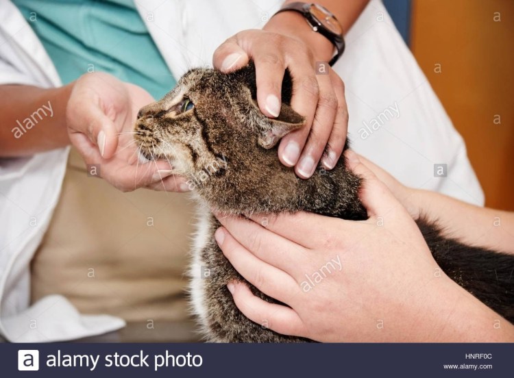 Термометрия у животных кошек