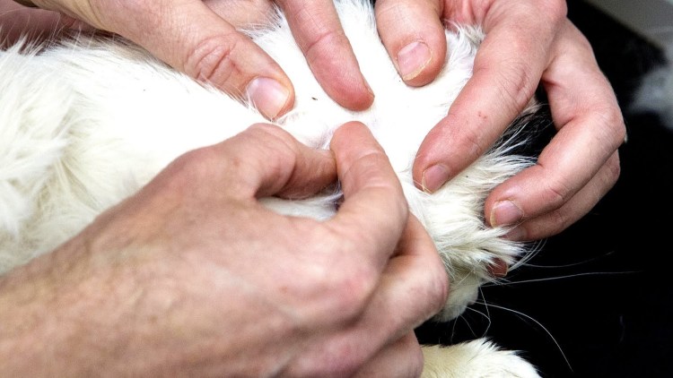 Парвовирусный энтерит собак возбудитель