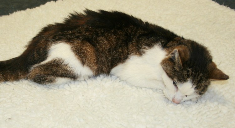 Ветеринар с кошкой