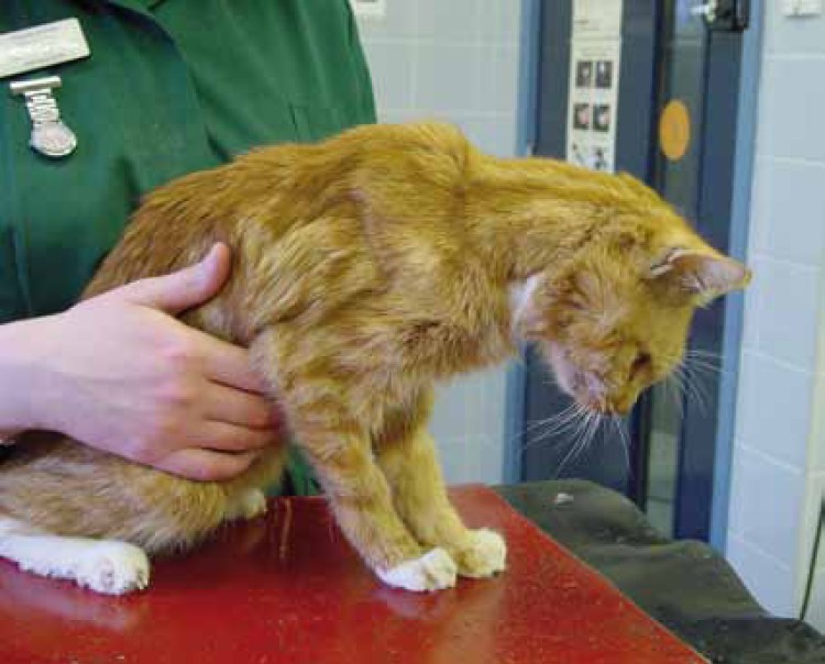 Обезвоженность у котенка