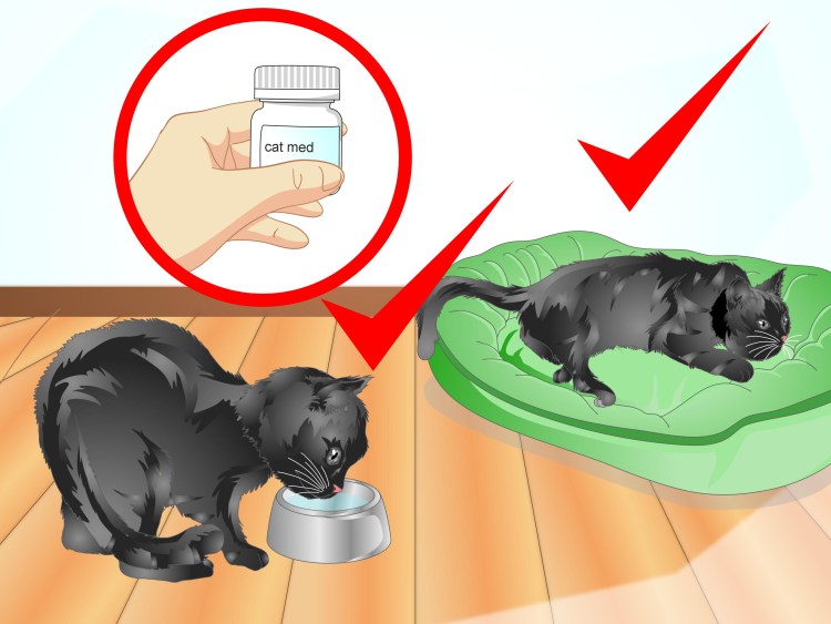 Проглистогонить кошку