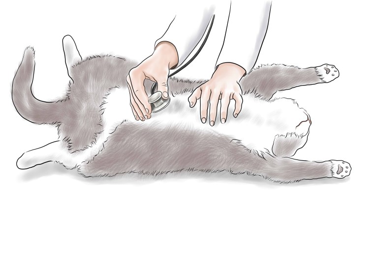 Укол в холку подкожно коту