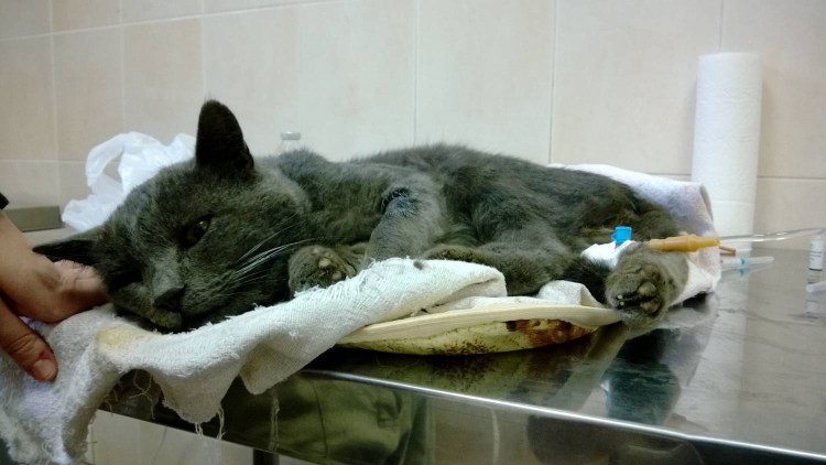 Воспаление Ветеринария