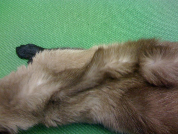 Как узнать что у кота температура