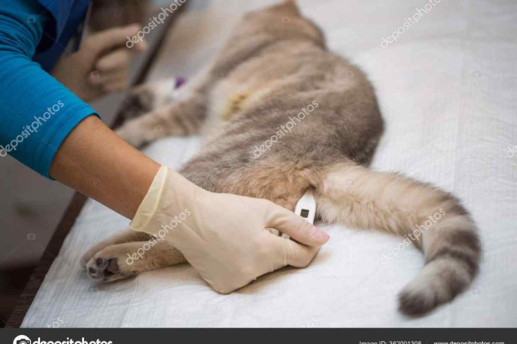 Капельницы для животнв