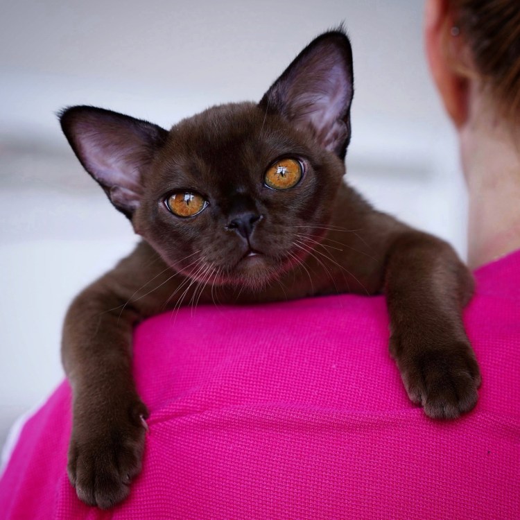 Бурманская кошка