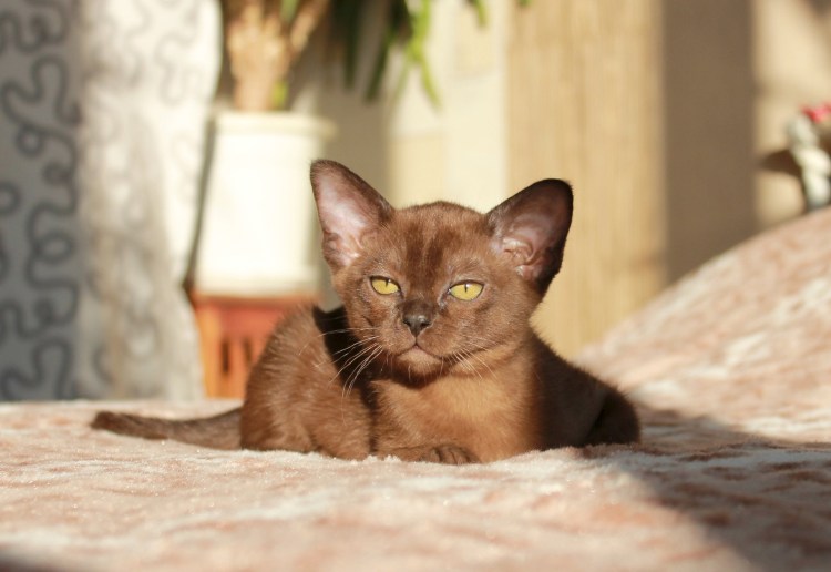 Буримская порода кошек