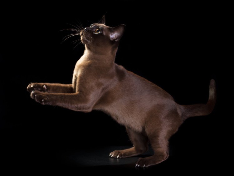 Соболиная Бурманская кошка