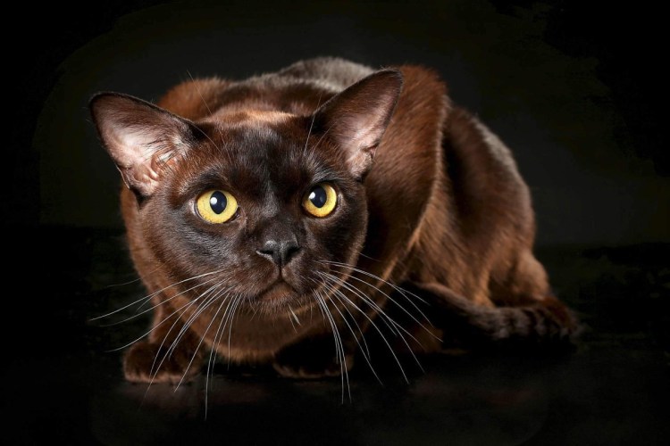 Бомбейская Бурманская