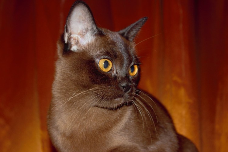 Бурманская кошка голубая