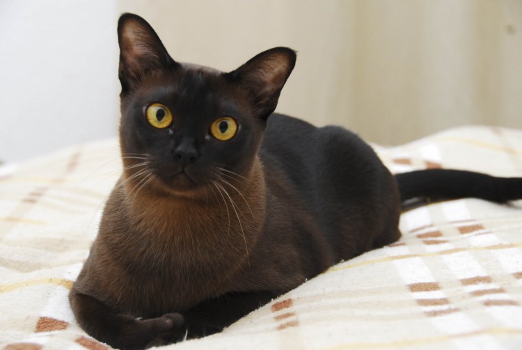 Бурма черная