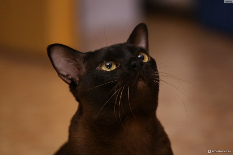 Бомбейская кошка