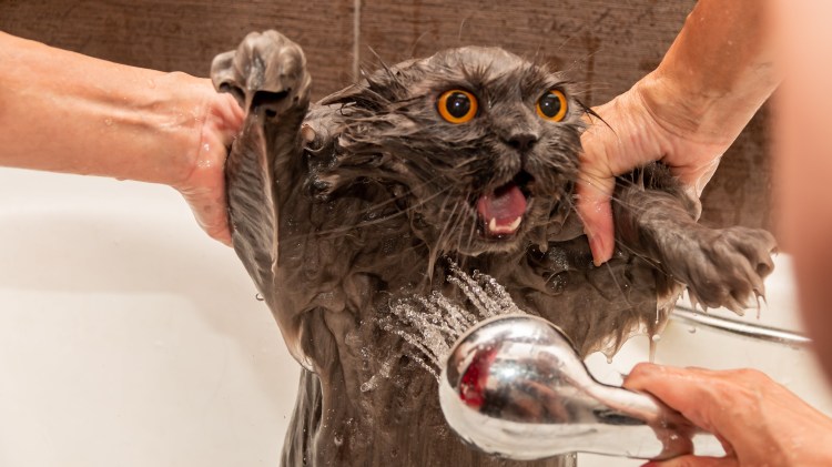 Купание котов в ванной