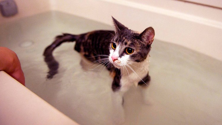 Купание котов в ванной