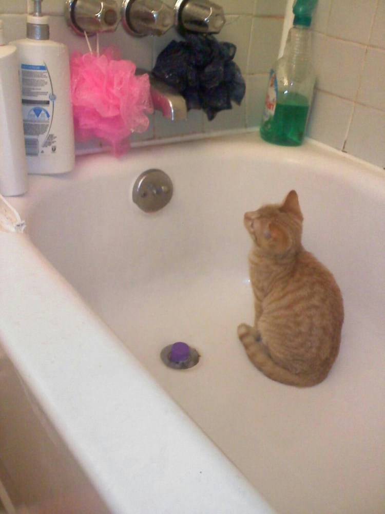 Кот в ванне с уточками