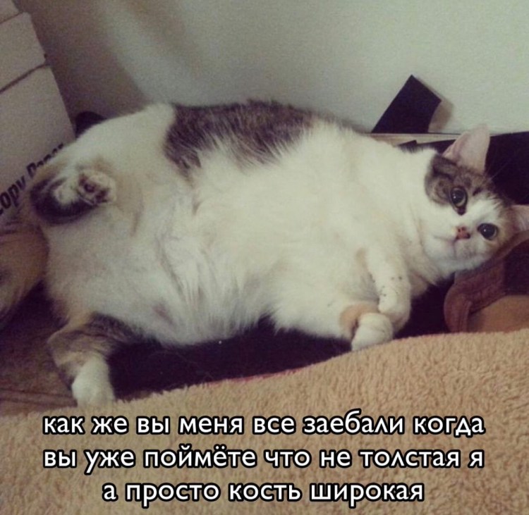 Коты толстяки