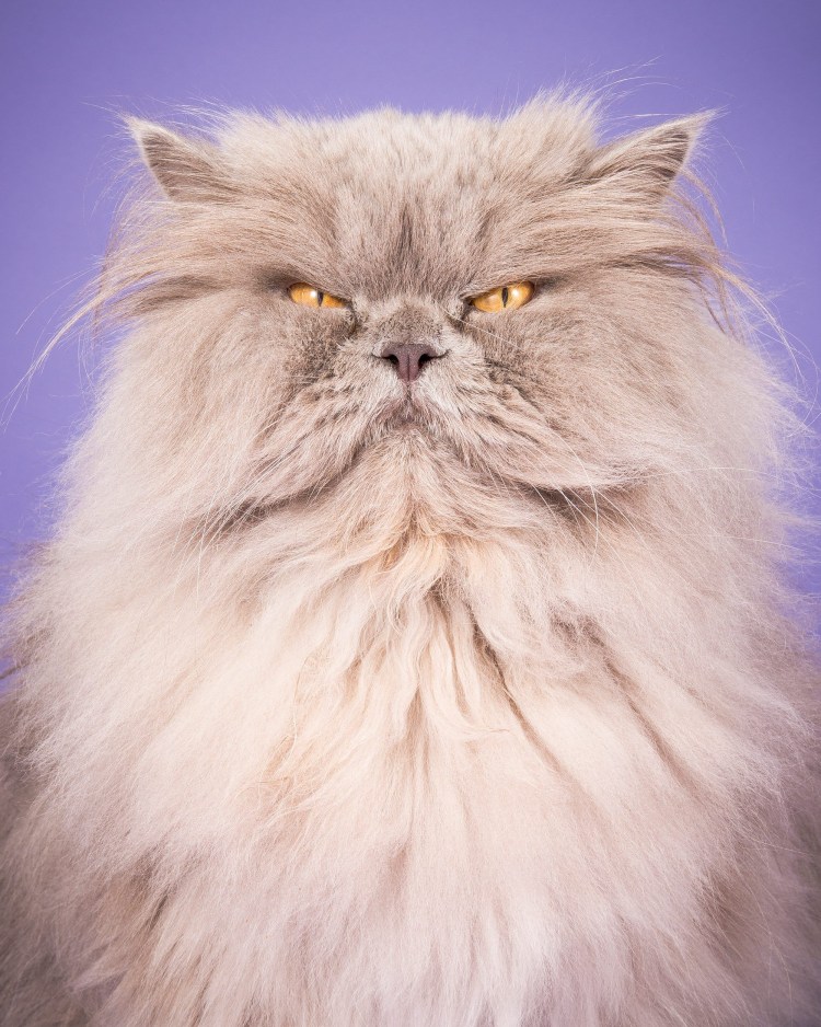 Грустный толстый кот