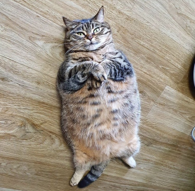 Жирная кошка