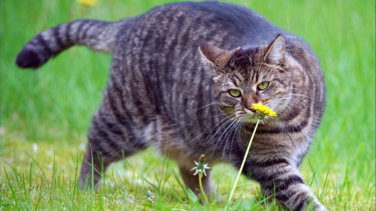 Персидский кот